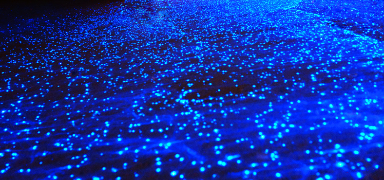 Increíble fenomeno de la bioluminiscencia