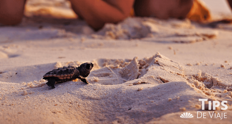 Liberación de tortugas en aguas del Caribe... Las playas de México se han convertido en las favoritas para que seis de las siete especies de tortugas marinas que se encuentran en peligro de extinción a nivel mundial las visiten para dejar sus huevos. De ellas, las que más comúnmente llegan a territorio mexicano son las marinas verdes y la caguama. Cancún, es una zona importante para su habitabilidad, esto gracias a que se ofrecen zonas seguras de anidación además de alimentación nutritiva para el crecimiento de las recién nacidas. De los Hoteles en Cancún, Crown Paradise Club es de los que se preocupan por el cuidado de esta especie marina. En 2017 se tuvieron 138 nidos de los que nacieron 8 mil 569 tortugas. Periodo de desove El periodo de desove es de mayo a finales de julio. Durante este tiempo las hembras llegan a la arena, cavan un agujero que va de los 40 a los 50 cm de profundidad, dejan los huevos (entre 70 y 100), los cubren y regresan al agua. Durante este acto, personal del hotel cuida que nadie las moleste. Posterior, los huevos se trasladan a un nido para protegerlos hasta su nacimiento, que será aproximadamente 3 meses después. La liberación de las tortuguitas se lleva a cabo de junio a noviembre. Durante estos meses es probable que si visitas la Riviera Maya puedas colaborar y guardar un bello momento en tu memoria. ¿Qué hacer durante el periodo de desove? Si por casualidad alguna vez que vayas caminando por la playa te toca ver a una tortuga poniendo huevos, observa de lejos. Por ningún motivo te acerques a tocar al animal. Evita tomar fotografías y si lo haces que sea sin flash, pues esto puede distraerla, además que se guían por la luz por lo que podrías estresarla, intervenir el proceso y con ello interrumpir el desove, ¡se consciente! ¿Cómo liberar tortugas? 1. Cuando vayas a colaborar en la liberación de las tortuguitas pero sobre todo si vas a tocarlas es muy importante que tengas las manos limpias y que las frotes con arena de mar para limpiar cualquier residuo ajeno a tu piel. 2. También debes saber que no tienes que usar ninguna lámpara o tomar fotos con flash. Además, sigue las instrucciones que la gente especializada te dé. 3. Finalmente, si alguna vez en tu vida ves a alguna pequeña tortuga salir de la arena y buscar llegar al agua, déjala seguir su paso y observa desde lejos, no intentes ayudarle a llegar más rápido.