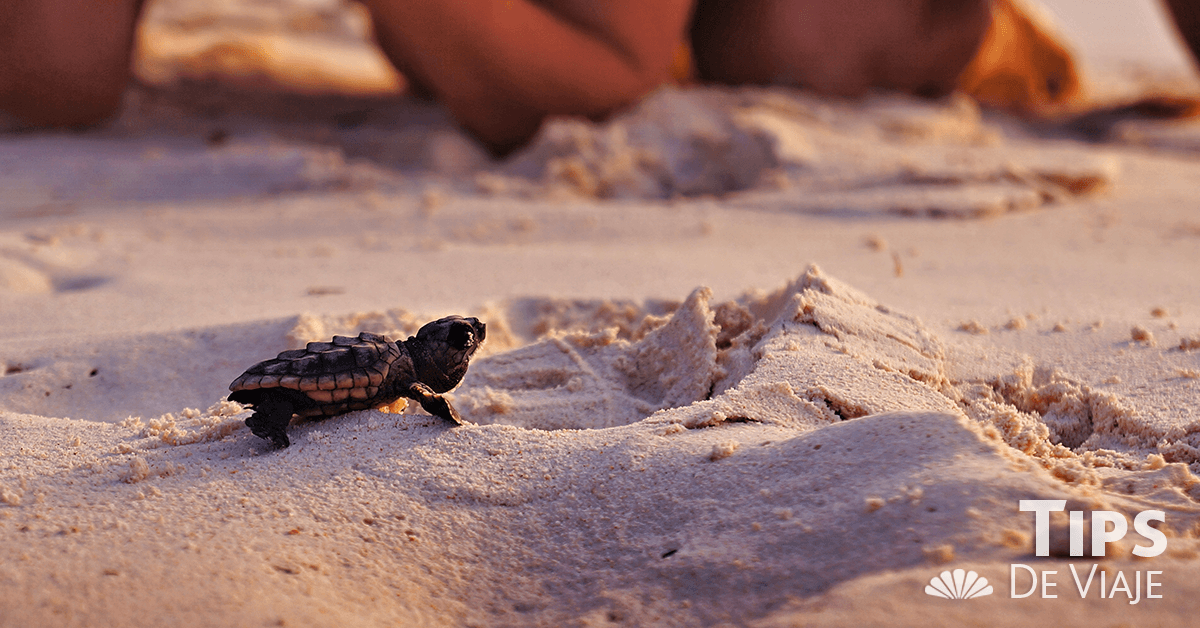 Liberación de tortugas en aguas del Caribe... Las playas de México se han convertido en las favoritas para que seis de las siete especies de tortugas marinas que se encuentran en peligro de extinción a nivel mundial las visiten para dejar sus huevos. De ellas, las que más comúnmente llegan a territorio mexicano son las marinas verdes y la caguama. Cancún, es una zona importante para su habitabilidad, esto gracias a que se ofrecen zonas seguras de anidación además de alimentación nutritiva para el crecimiento de las recién nacidas. De los Hoteles en Cancún, Crown Paradise Club es de los que se preocupan por el cuidado de esta especie marina. En 2017 se tuvieron 138 nidos de los que nacieron 8 mil 569 tortugas. Periodo de desove El periodo de desove es de mayo a finales de julio. Durante este tiempo las hembras llegan a la arena, cavan un agujero que va de los 40 a los 50 cm de profundidad, dejan los huevos (entre 70 y 100), los cubren y regresan al agua. Durante este acto, personal del hotel cuida que nadie las moleste. Posterior, los huevos se trasladan a un nido para protegerlos hasta su nacimiento, que será aproximadamente 3 meses después. La liberación de las tortuguitas se lleva a cabo de junio a noviembre. Durante estos meses es probable que si visitas la Riviera Maya puedas colaborar y guardar un bello momento en tu memoria. ¿Qué hacer durante el periodo de desove? Si por casualidad alguna vez que vayas caminando por la playa te toca ver a una tortuga poniendo huevos, observa de lejos. Por ningún motivo te acerques a tocar al animal. Evita tomar fotografías y si lo haces que sea sin flash, pues esto puede distraerla, además que se guían por la luz por lo que podrías estresarla, intervenir el proceso y con ello interrumpir el desove, ¡se consciente! ¿Cómo liberar tortugas? 1. Cuando vayas a colaborar en la liberación de las tortuguitas pero sobre todo si vas a tocarlas es muy importante que tengas las manos limpias y que las frotes con arena de mar para limpiar cualquier residuo ajeno a tu piel. 2. También debes saber que no tienes que usar ninguna lámpara o tomar fotos con flash. Además, sigue las instrucciones que la gente especializada te dé. 3. Finalmente, si alguna vez en tu vida ves a alguna pequeña tortuga salir de la arena y buscar llegar al agua, déjala seguir su paso y observa desde lejos, no intentes ayudarle a llegar más rápido.