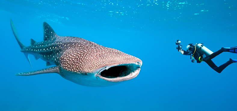 5 datos curiosos sobre el tiburón ballena